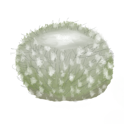 round cactus