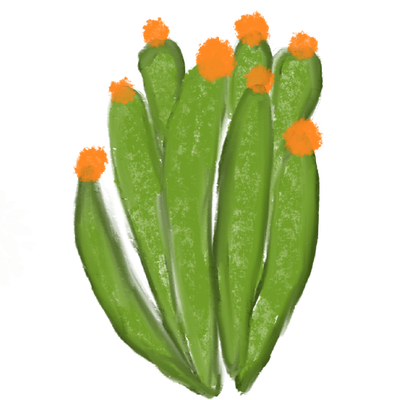 cactus with orange flower